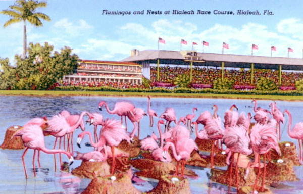 Postcard of Flamingoes at the Racetrack